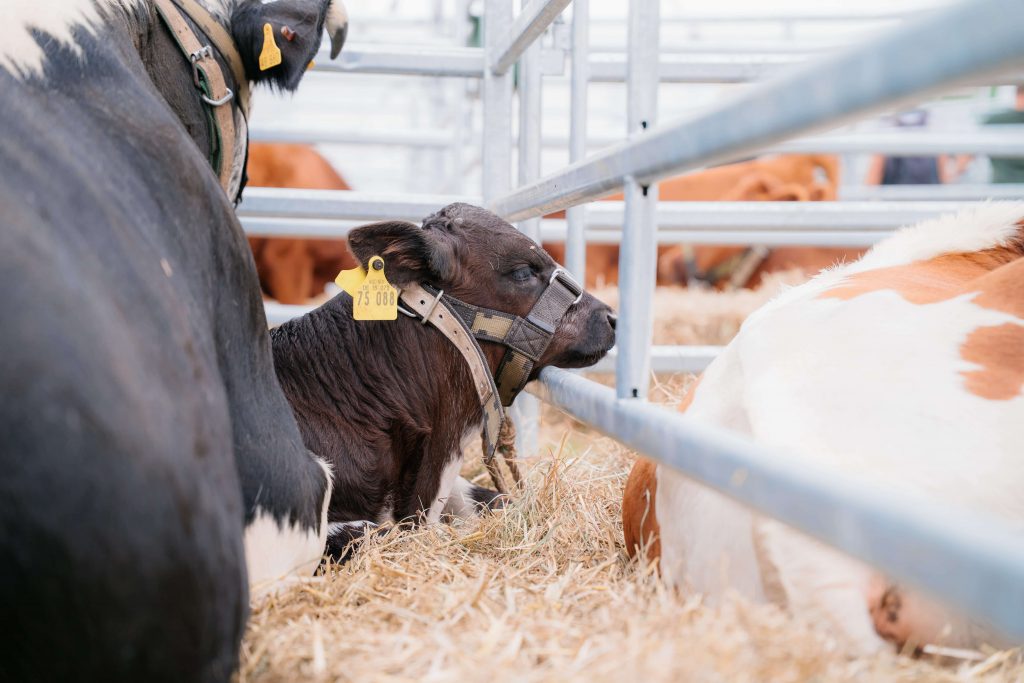 Reportage-Fotografie und Videografie – Einblicke hinter die Kulissen der MeLa.