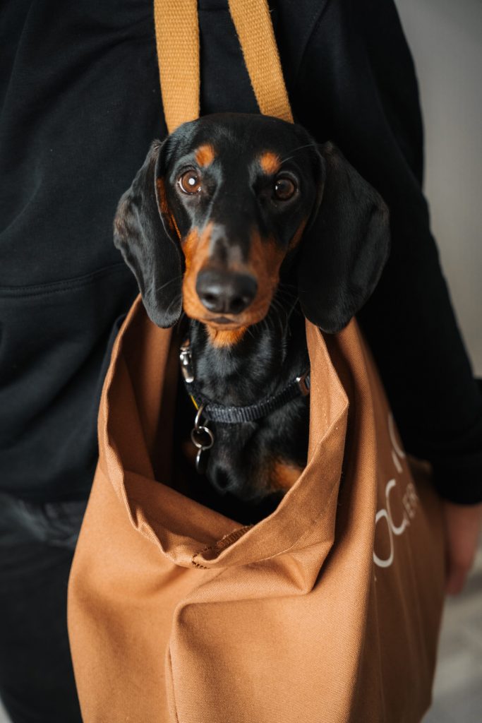 Lifestyle- und Produktfotografie von Localhoney – ausgewählte Merch Artikel aus Schwerin.