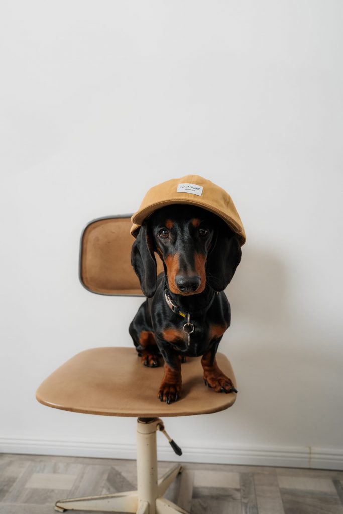 Authentische Markenfotografie für Localhoney Schwerin – Merch mit lokalem Bezug.